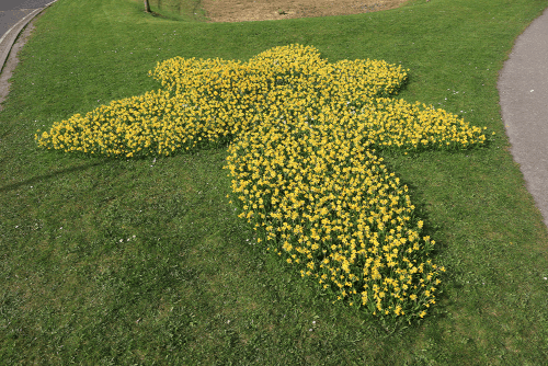 Several hundred yellow daffodils arranged into the shape of the Marie Curie logo; a larger, single daffodil