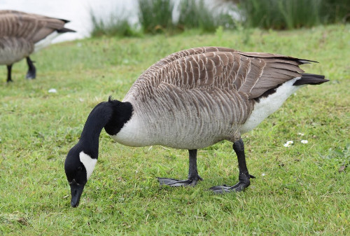 A goose placing its head near the grass