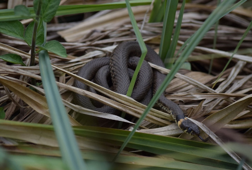 A snake coiled up laying on some foliage