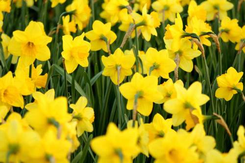 A large abundance yellow daffodils