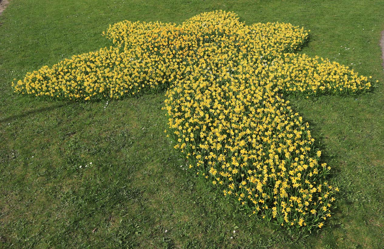An image of many daffodils arranged into the shape of a larger single daffodil; the logo of Marie Curie