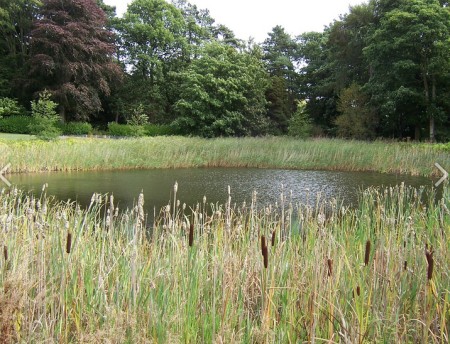 An image of a SuDS pond, with many reeds surrounding it